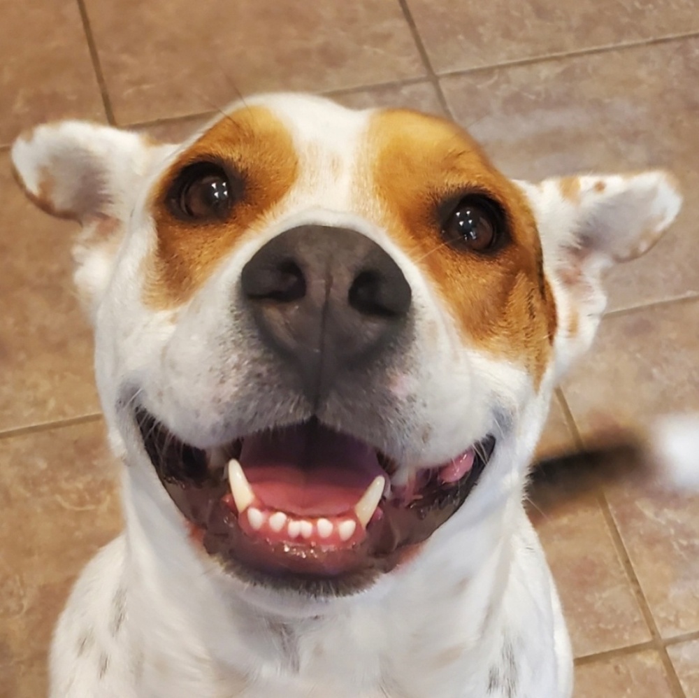 Meet your Posher, Comedycentralonabudget